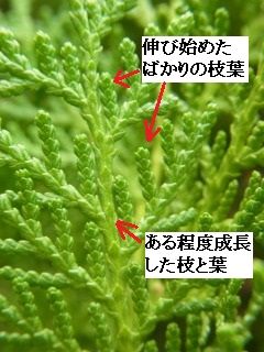 ヒノキ科植物に於ける枝葉の成長相関 好奇心の植物観察 ヒノキ科植物に於ける枝葉の成長相関 好奇心の植物観察