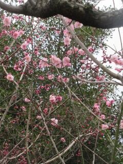 ウメさ桜梅-花017