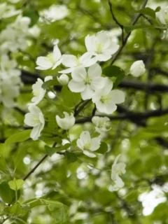 ツクシカイドウの白い艶 好奇心の植物観察