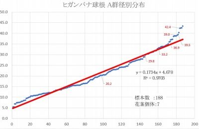 ヒガンバナ球根 A群径別分布