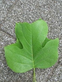 ユリノキの異形葉と 異形葉性 オーキシン仮説 好奇心の植物観察 ユリノキの異形葉と 異形葉性 オーキシン仮説 好奇心の植物観察