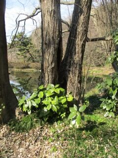 アオキ・カツラ01