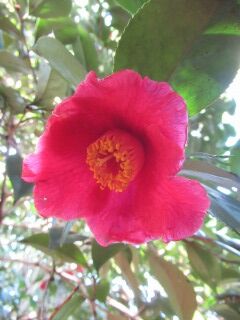 ツバキち朝鮮椿-花043