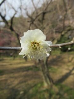 ウメみ明星-花093