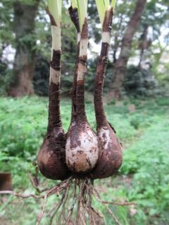 ヒガンバナは球根の大きさと関係なく分球する : 好奇心の植物観察