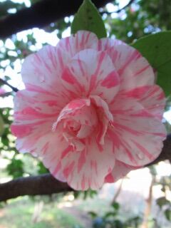 ツバキき菊更紗-花062