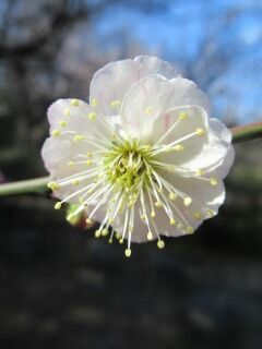 ウメや八房-花022