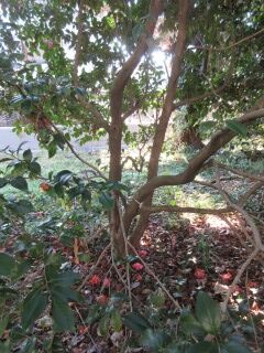 ツバキF131008b-pj01