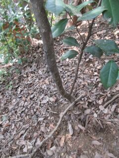 ツバキF100405f-pj01