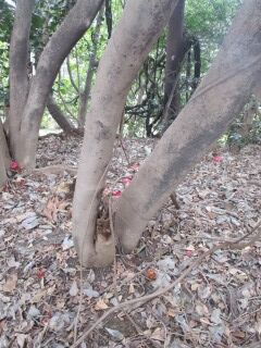 ツバキF110305a-幹03