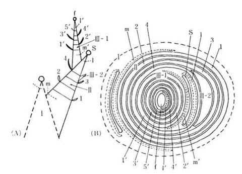 ヒガンバナの分枝システムと横断面図