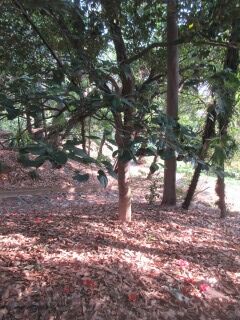 ツバキF110407-pj01