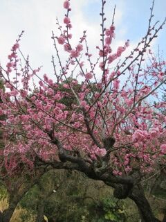ウメみ未開紅-花173