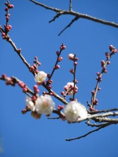 ウメは長谷川絞-花51