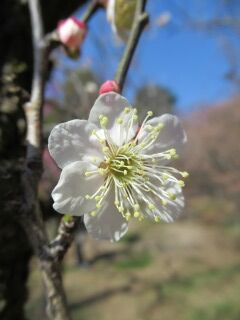 ウメと冬至-花89