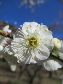 ウメた大輪緑萼-花63