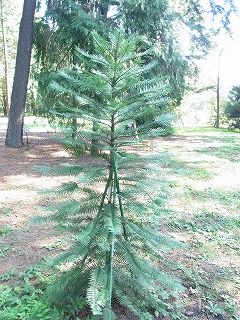 広い葉の針葉樹 ナギのお話 好奇心の植物観察