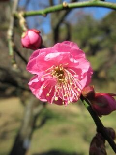 ウメか寒衣-花86