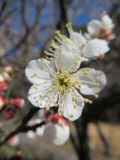 ウメは白鷹-花79
