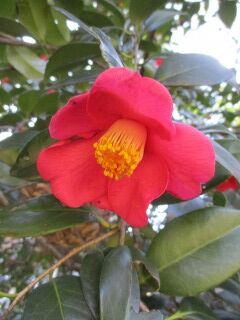 ツバキG070110-花051