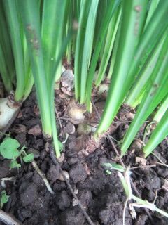 ヒガンバナ球根029