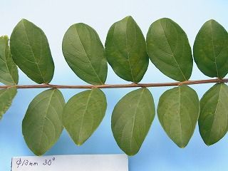 サルスベリの葉序と枝の太さ 好奇心の植物観察 サルスベリの葉序と枝の太さ 好奇心の植物観察