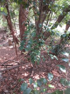 ツバキF100403b-pj01