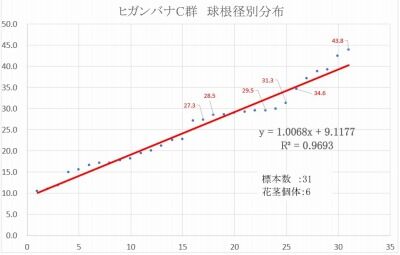 ヒガンバナC群　球根径別分布