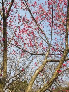 ウメひ緋の司-花087