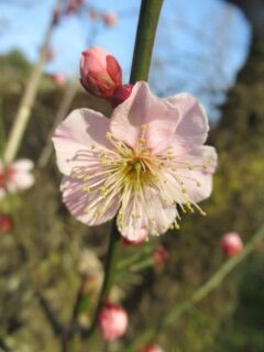 ウメお扇流し-花191