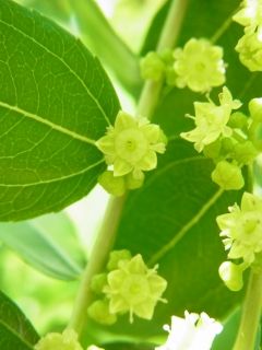 ナツメに花の咲くころ 好奇心の植物観察