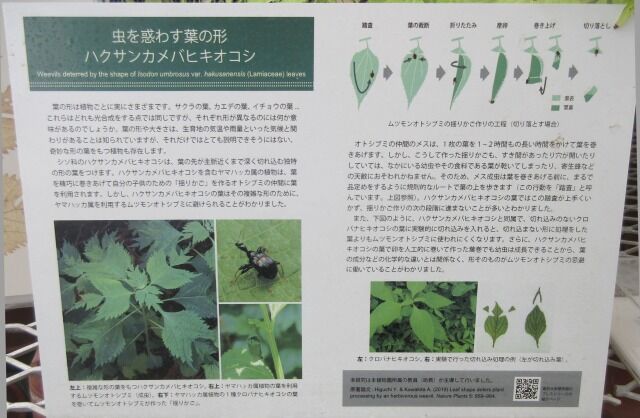 ハクサンカメバヒキオコシの観察結果 : 好奇心の植物観察