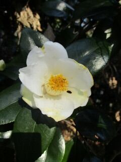 ツバキF130106a-09