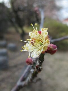 ウメtekkenn -花53