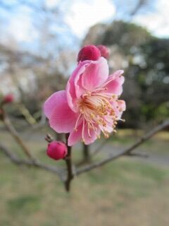 ウメと唐梅-花066