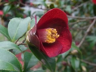椿の花の形 一重 : 好奇心の植物観察