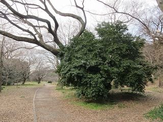 ヤブツバキの葉長とオーキシン作用 好奇心の植物観察 ヤブツバキの葉長とオーキシン作用 好奇心の植物観察