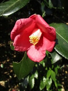 ツバキF130203a-033