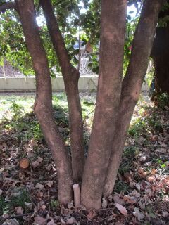 ツバキF131003-幹02