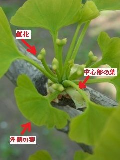 イチョウ短枝 特異的な葉の構成 好奇心の植物観察