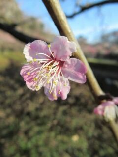 ウメこ古金欄-花058