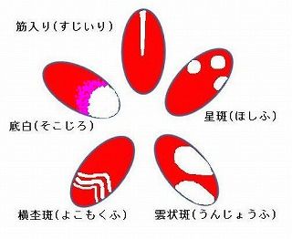 椿の花弁の模様 白斑 好奇心の植物観察 椿の花弁の模様 白斑 好奇心の植物観察