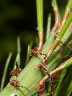 マツには葉形の異なる二種類の葉がある : 好奇心の植物観察