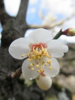 ウメゆ雪灯篭-花013