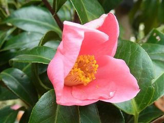 椿の花の形 一重 好奇心の植物観察 椿の花の形 一重 好奇心の植物観察