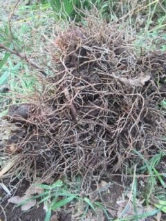 A計測個体群根001