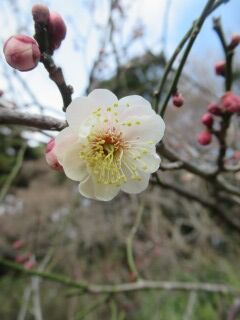 ウメみ都錦-花094