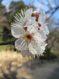 ウメか春日野-花78