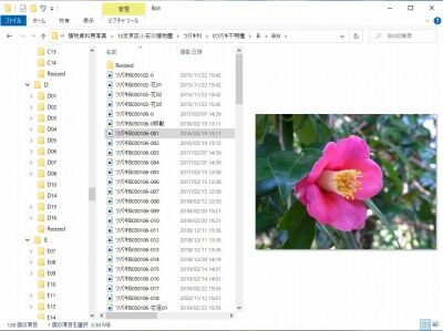 椿調査記録管理