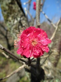 ウメさ佐橋紅-花035